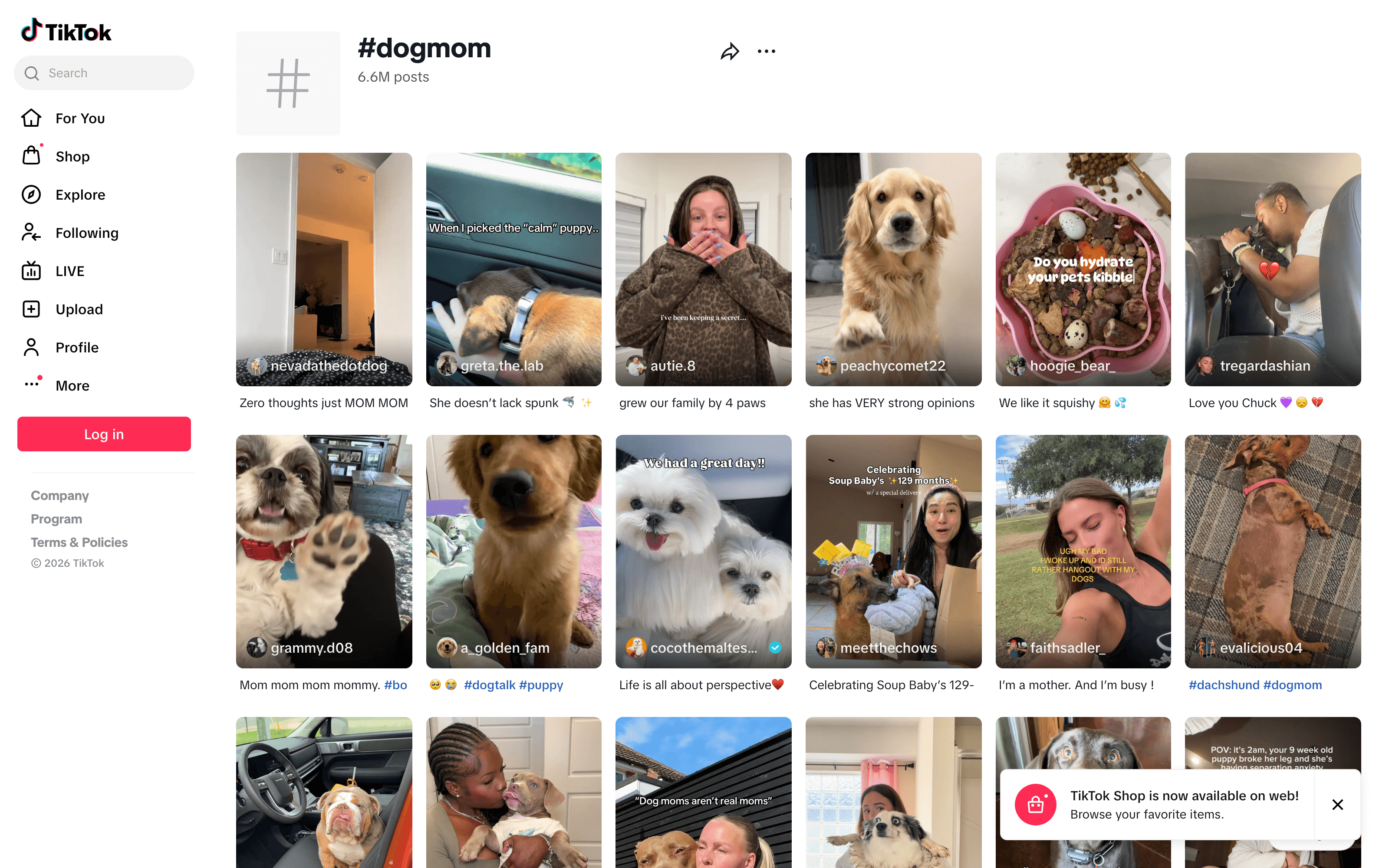 Real screenshot of TikTok #dogmom hashtag search results